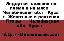 Индоутки, селезни на племя и на мясо - Челябинская обл., Куса г. Животные и растения » Птицы   . Челябинская обл.,Куса г.